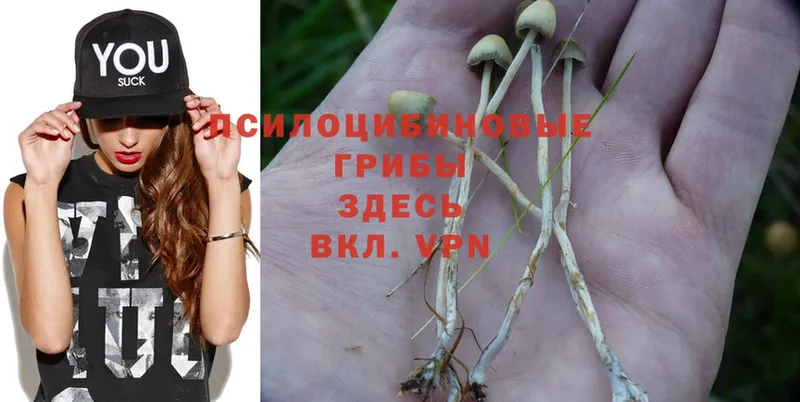 купить  сайты  Буинск  Галлюциногенные грибы Cubensis 